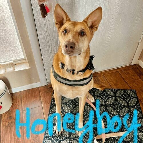 Senior dog named Honeyboy practicing leash manners and controlled walking skills in Phoenix Arizona