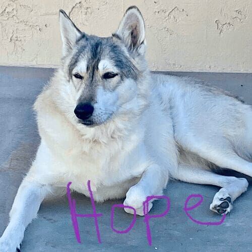 Husky mix Hope looking fresh after a thorough bath and deshedding service in Glendale, AZ.