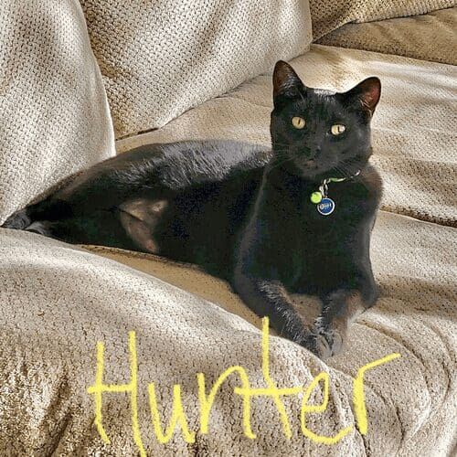 Black cat named Hunter during a drop-in pet sitting visit at home in Glendale Arizona