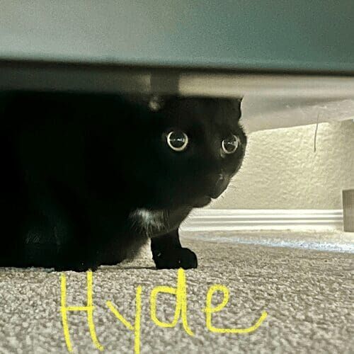 Black cat named Hyde hiding at home during a pet sitting visit in Phoenix Arizona