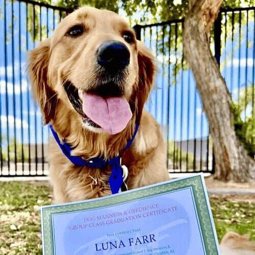 Luna the Golden Retriever was all smiles during her graduation from intermediate obedience class with FurBabies & Friends in Glendale, AZ.