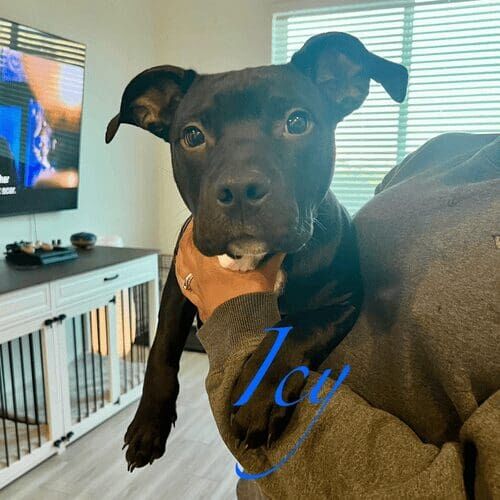 Black pitbull puppy named Icy receiving care during a pet sitting visit in Peoria Arizona