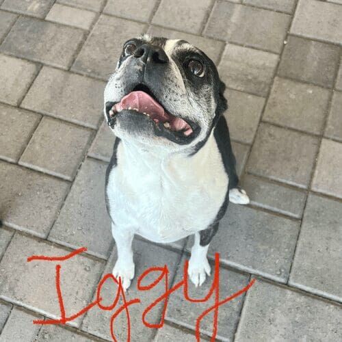 Boston terrier named Iggy receiving in-home pet sitting care in Glendale Arizona