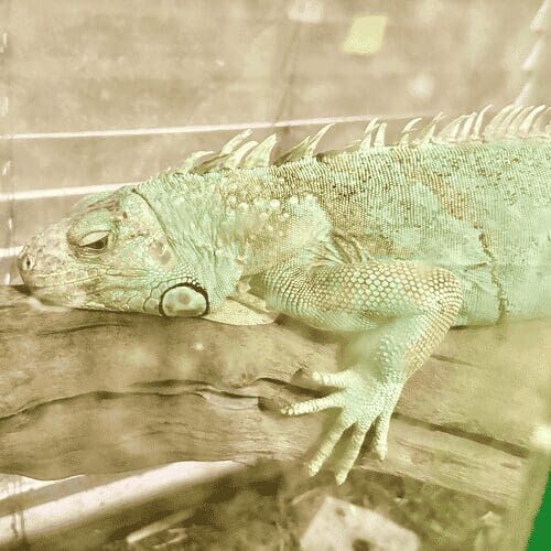 Iguana during a pet sitting visit in Glendale Arizona