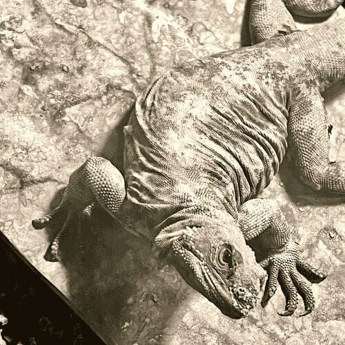 Iguana during a reptile pet sitting visit in Phoenix Arizona