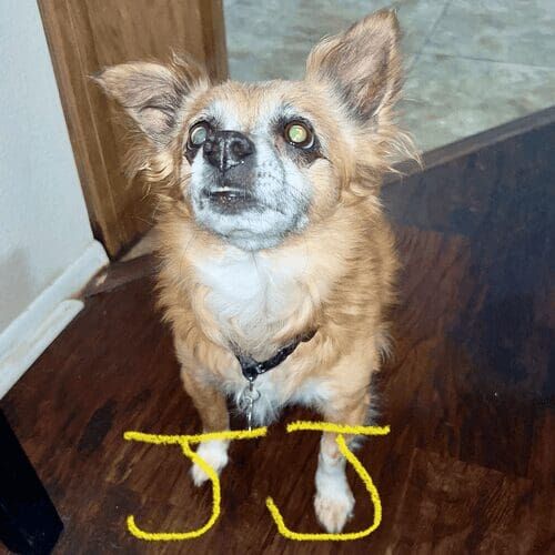Senior Chihuahua named JJ receiving special needs pet sitting care in Glendale Arizona