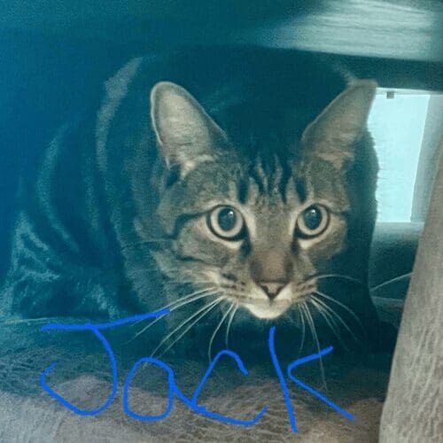 Short-haired cat named Jack spying from chair during a pet sitting visit in Sun City Arizona