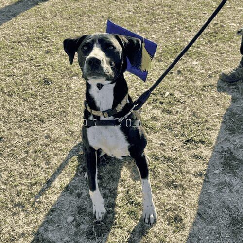 Jasper the black pitbull proudly graduated from Furbabies & Friends group dog obedience training Class in Glendale, AZ.