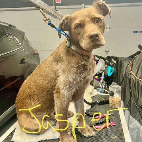 Mixed breed dog named Jasper receiving a grooming service in Glendale Arizona.