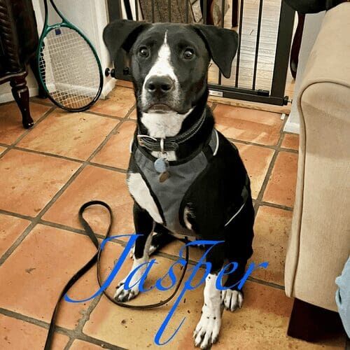 Rescue pitbull puppy named Jasper working on front door manners and human greeting skills during an in-home session in Glendale Arizona