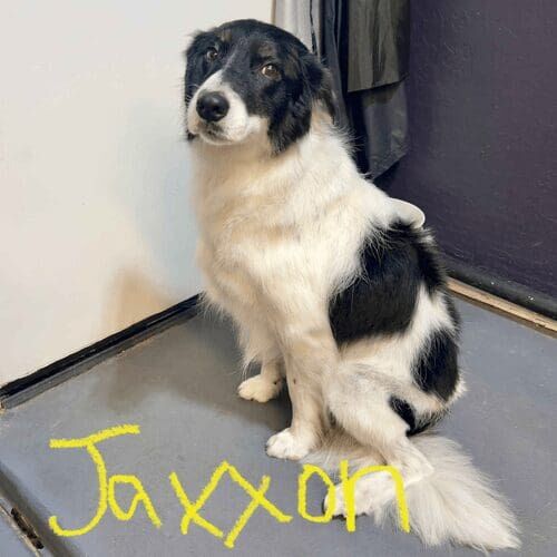 Mixed breed dog after a professional grooming session in Glendale Arizona.