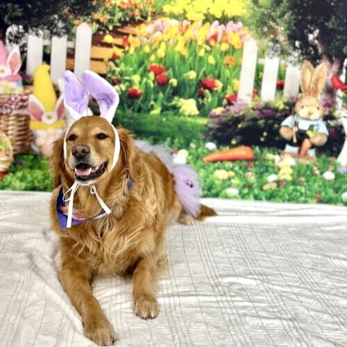 Professional pet photography session featuring dog in seasonal setup