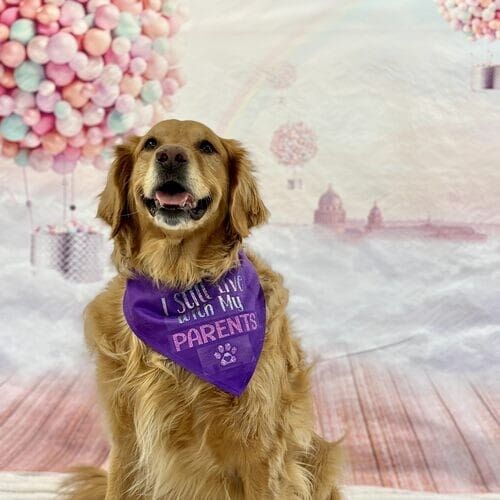 Professional dog photography capturing personality and holiday moments