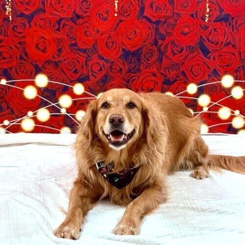 Dog participating in seasonal pet photoshoot in Glendale Arizona