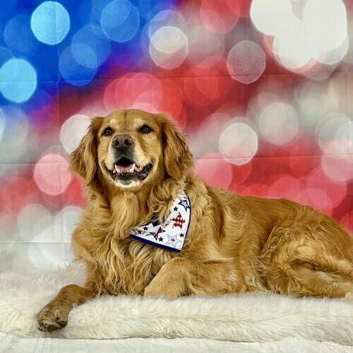 Dog posing for holiday pet photoshoot with themed props