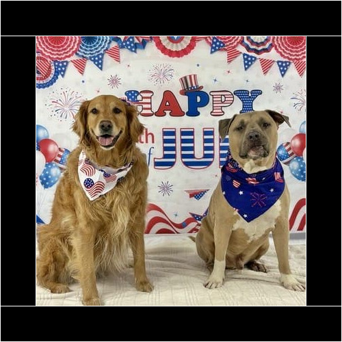 Seasonal mini pet photoshoot for dogs in Glendale Arizona