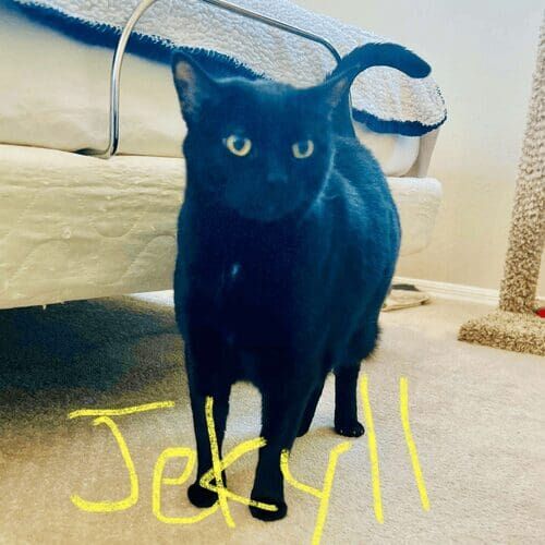 Black cat named Jekyll resting at home during an in-home pet sitting visit in Phoenix Arizona