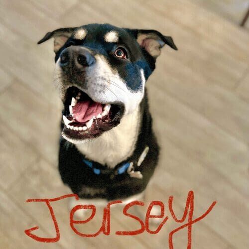 Rescued mixed breed Jersey pulled very hard on leash and needed some help with leash manners and structure in Glendale, AZ.