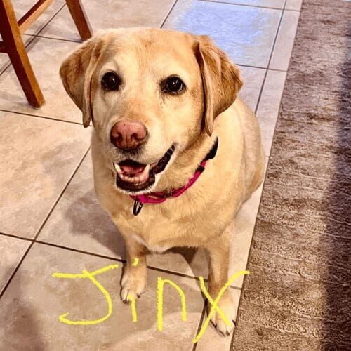 Yellow lab named Jinx receiving in-home pet care in Phoenix Arizona