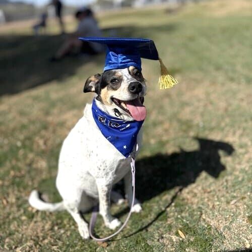Jodie the cattle dog celebrates graduation from Furbabies & Friends basic obedience dog training class graduation on Glendale, AZ.