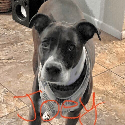 Fearful dog named Joey building confidence through positive reinforcement training in Phoenix Arizona