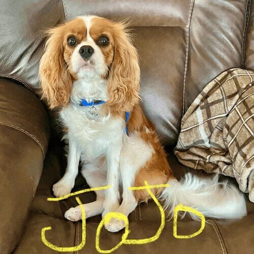 Brittany dog named Jojo participating in in-home training sessions using positive reinforcement in Glendale Arizona