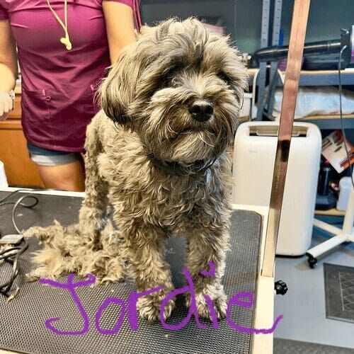Jordie on the grooming table ready for his nail grinding in Glendale, AZ.