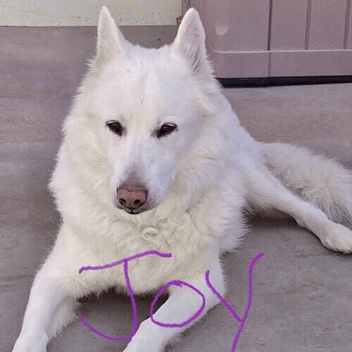 White German Shepherd Joy was much whiter and smelled fresh after her dog grooming bath service in Glendale, AZ