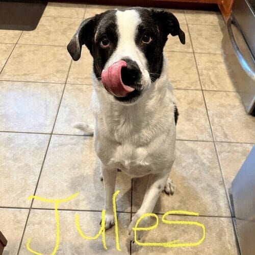 Rescue dog named Jules receiving in-home dog training in Phoenix Arizona