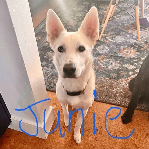 German shepherd named Junie working on behavior modification training in Phoenix Arizona