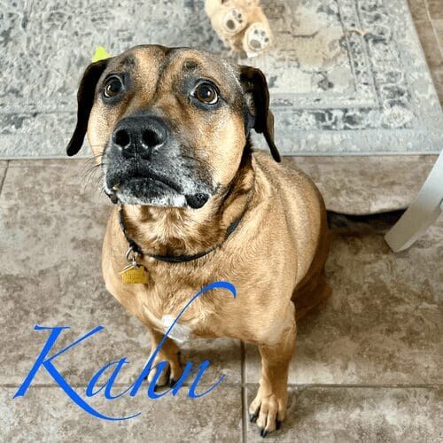 Mixed breed dog named Kahn enjoying weekly dog walking services in Peoria Arizona