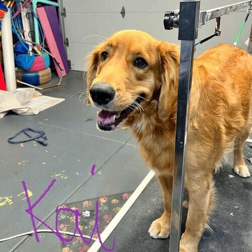 Golden Retriever named Kai receiving a bath and deshedding grooming service in Glendale Arizona.