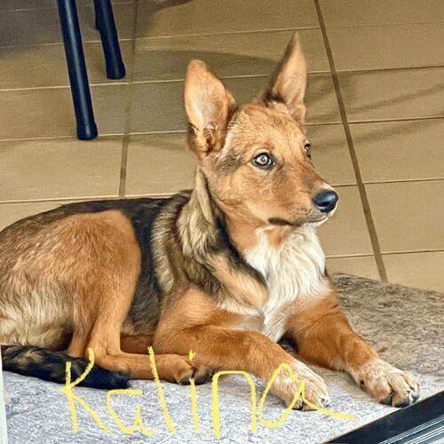 Shepherd mix puppy Kalina, showed off her intelligence during at home positive puppy training in Glendale, AZ.