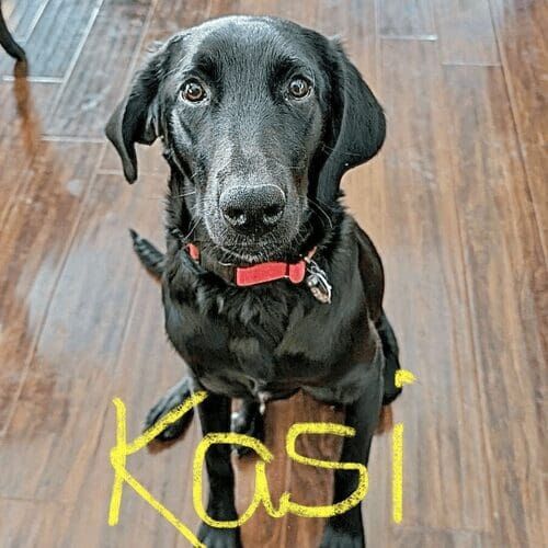 Black Labrador named Kasi receiving overnight in-home pet sitting care in Glendale Arizona