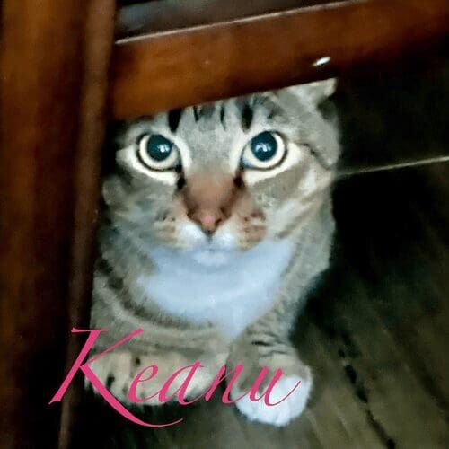Cat named Keanu hiding indoors during a pet sitting visit in Glendale Arizona