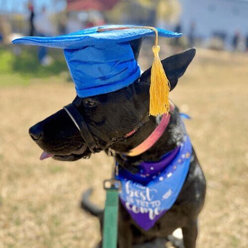 Kipo the black Kelpie poses distinguishably for her graduation celebration from FurBabies & Friends intermediate group training class in Glendale, AZ.