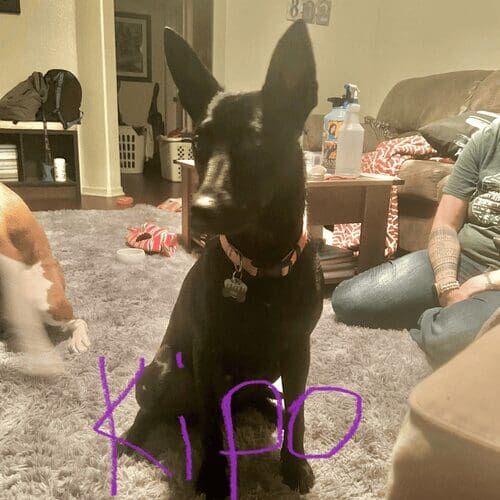 Kelpie named Kipo participating in leash reactivity training to improve focus and reduce overreaction in Phoenix Arizona