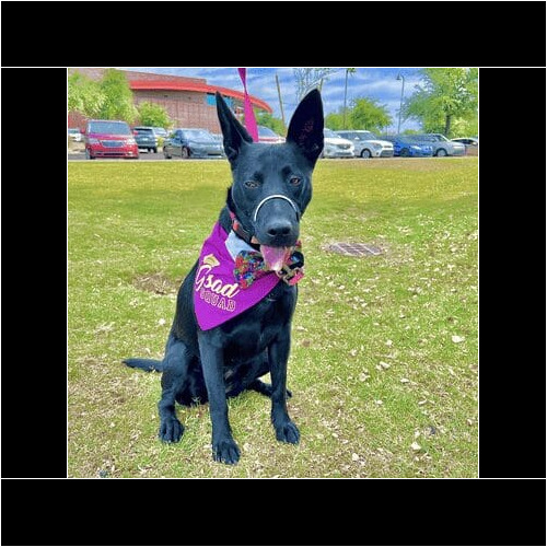 Kipo, the fearful rescue kelpie, has come so far and continued on to intermediate obedience class and successfully graduated.