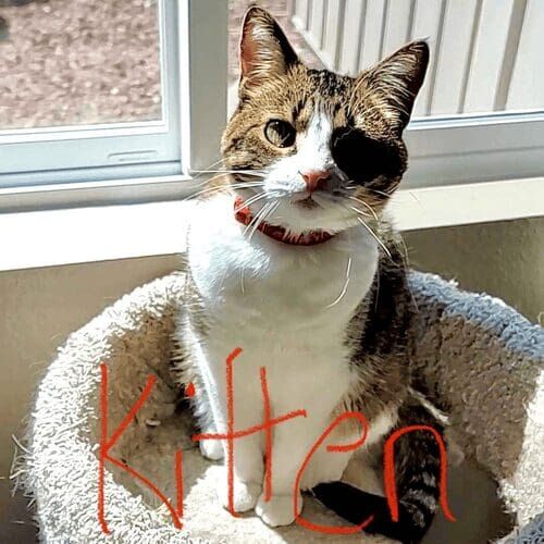 Young kitten receiving gentle care during a pet sitting visit in Phoenix Arizona