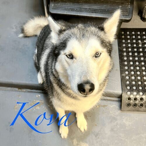 Husky named Kova receiving a bath and deshedding grooming service in Glendale Arizona.