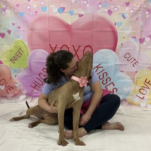 Professional dog photography capturing personality and holiday moments