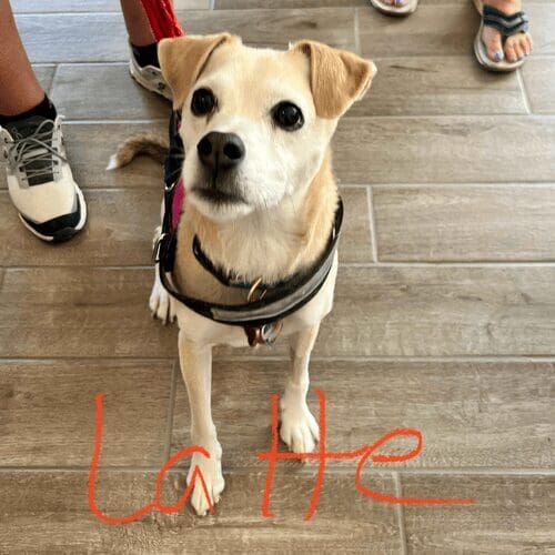 Mixed breed dog named Latte receiving live-in pet sitting care in Sun City Arizona