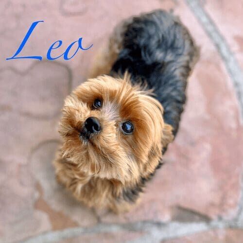 Yorkie named Leo receiving 24-hour in-home pet sitting care in Glendale Arizona