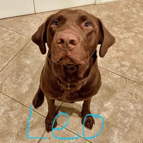 Chocolate Labrador named Leo participating in in-home dog training in Peoria Arizona