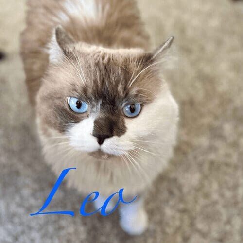 Cat named Lily curiously exploring at home during a pet sitting visit in Peoria Arizona