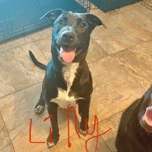 Black pitbull named Lilly receiving at-home pet sitting care in Phoenix Arizona