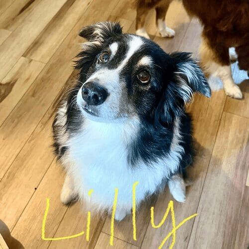 Senior border collie named Lilly receiving in-home pet sitting care in Glendale Arizona