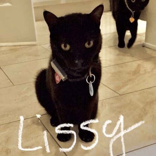 Black cat named Lissy resting comfortably during a pet sitting visit in Glendale Arizona