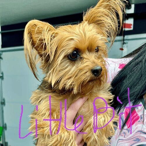Yorkie Little Bit came for her nail grinding service in Glendale, AZ