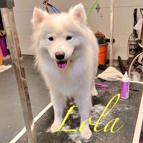 Samoyed named Lola receiving a deshedding grooming service in Glendale Arizona.